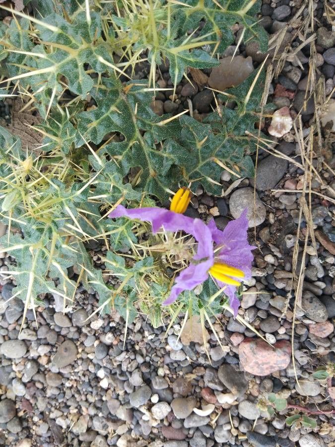 Solanum virginianum flower