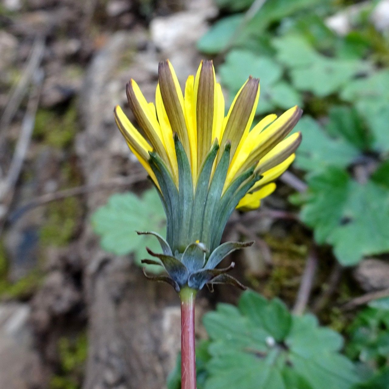 Taraxacum pyrenaicum flower