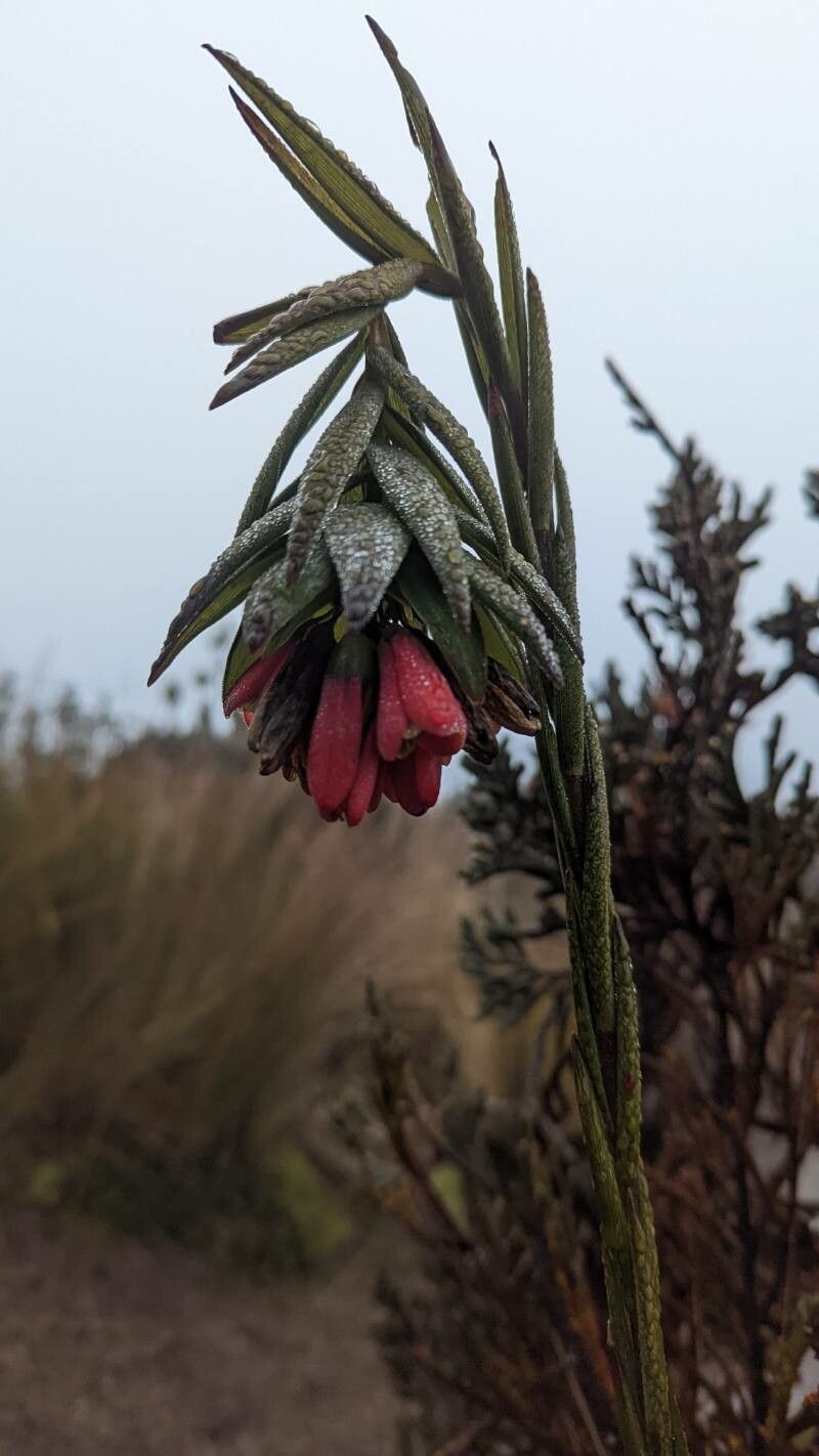 Bomarea glaucescens flower