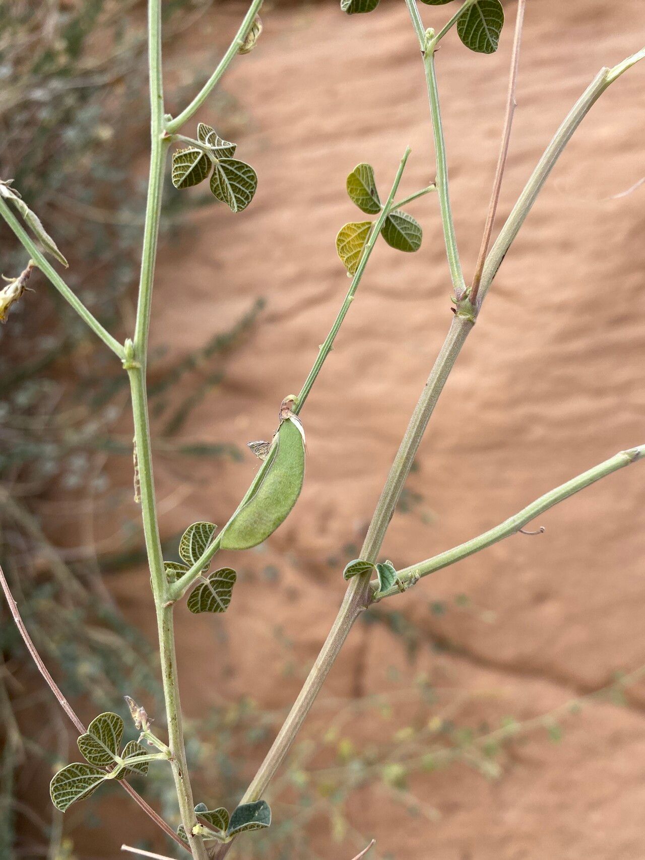 Rhynchosia malacophylla fruit