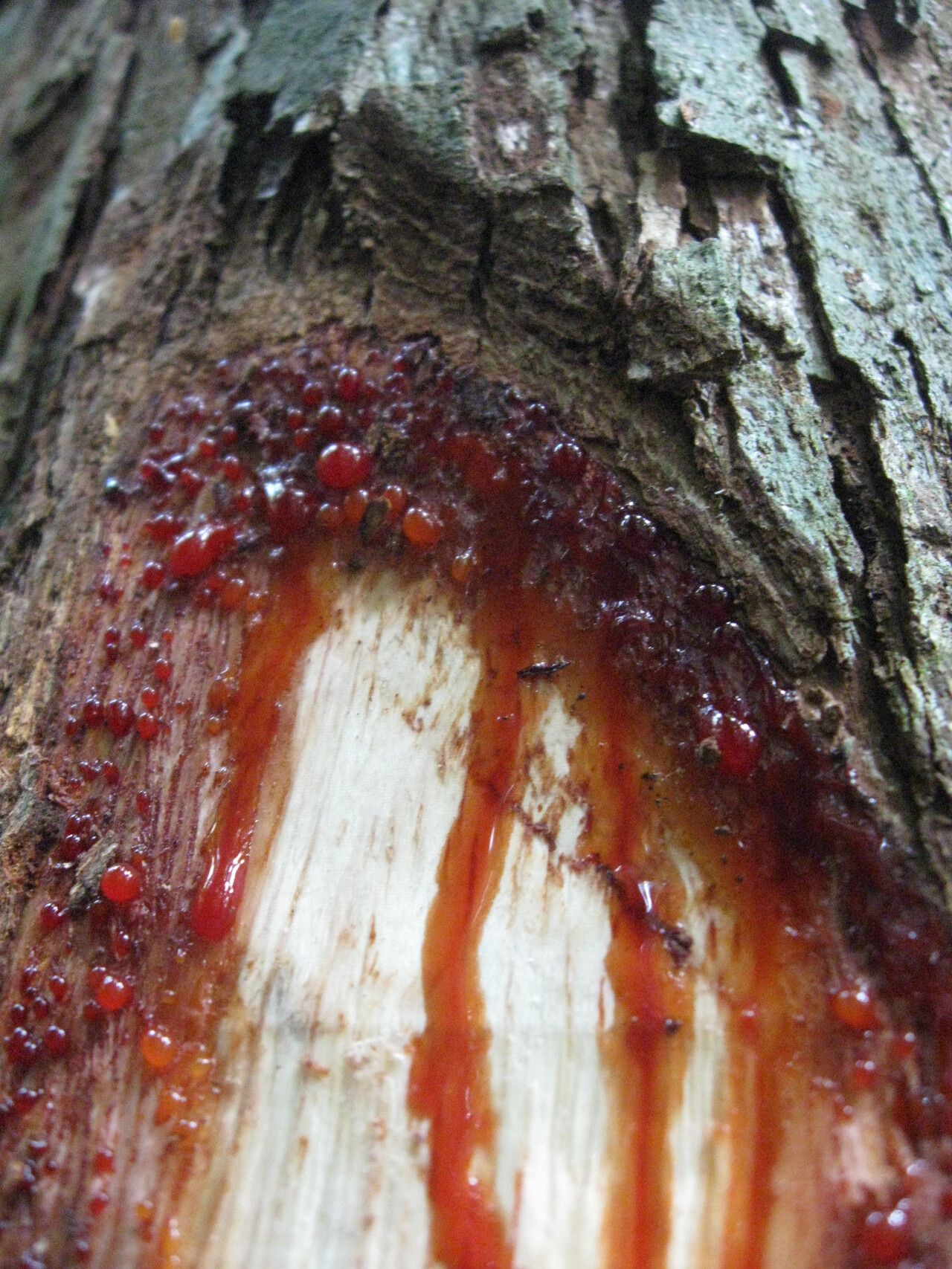 Pterocarpus mildbraedii bark