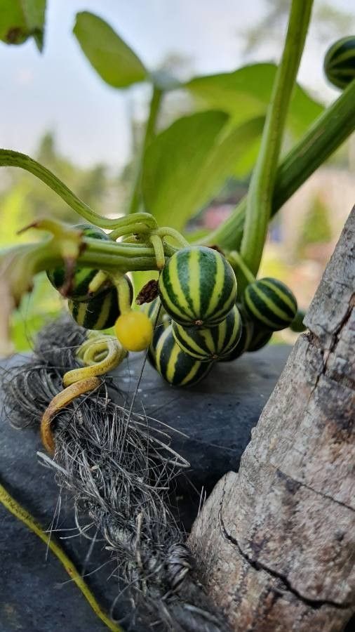 Bryonia verrucosa fruit