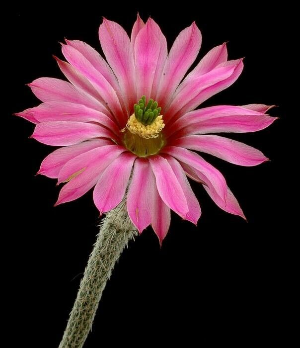 Peniocereus zopilotensis — search result for 'Peniocereus'