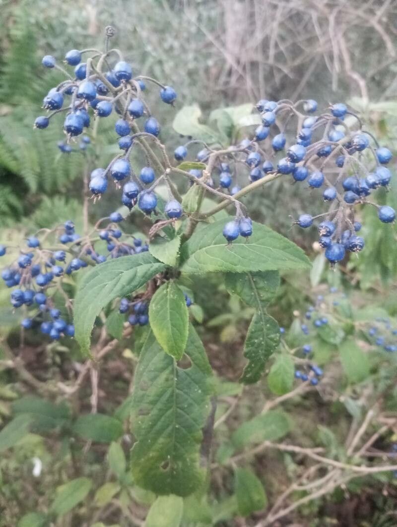 Hydrangea febrifuga fruit