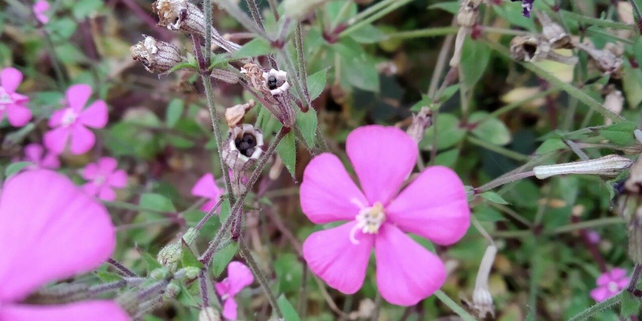 Silene pendula fruit