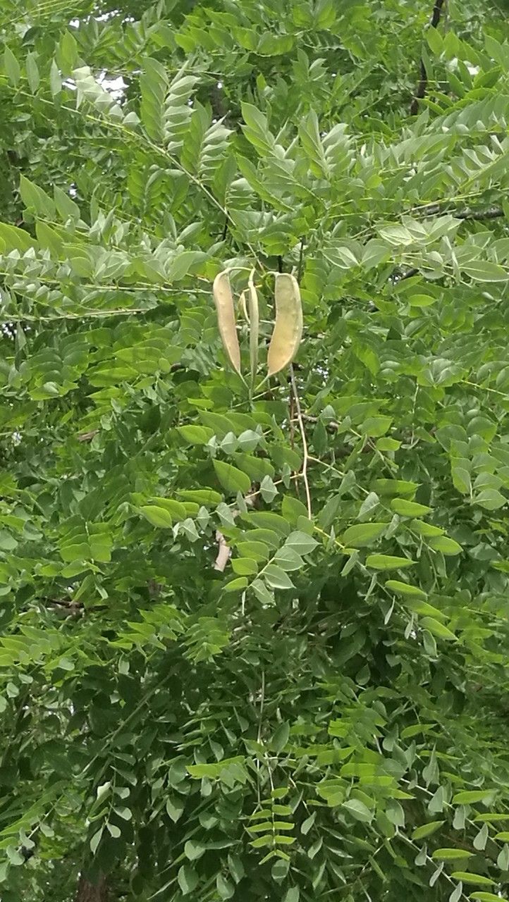 Gymnocladus dioicus — search result for 'Kentucky'