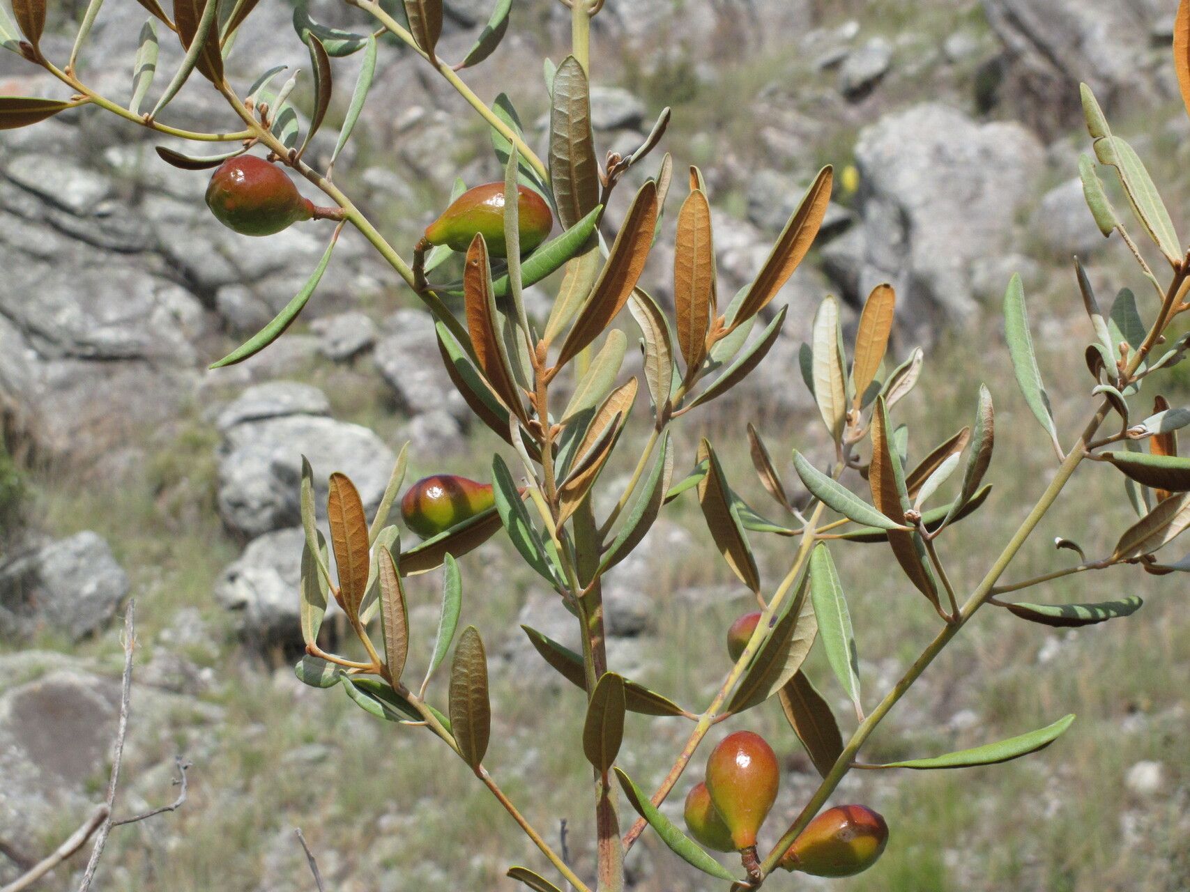 Beilschmiedia microphylla habit