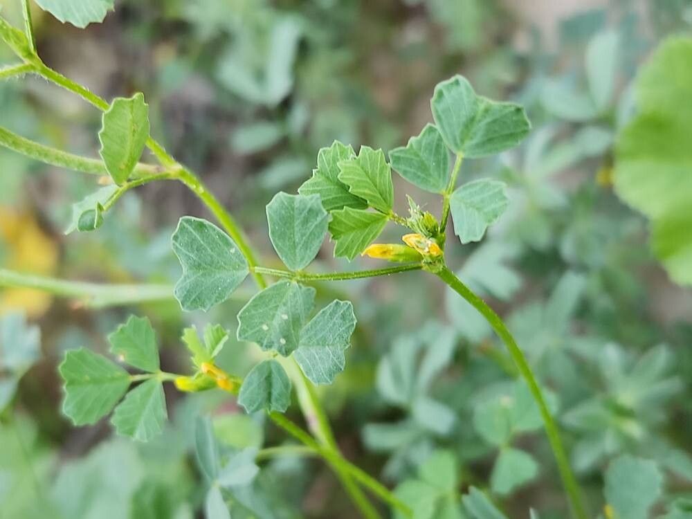 Medicago monantha — search result for 'Medicago'