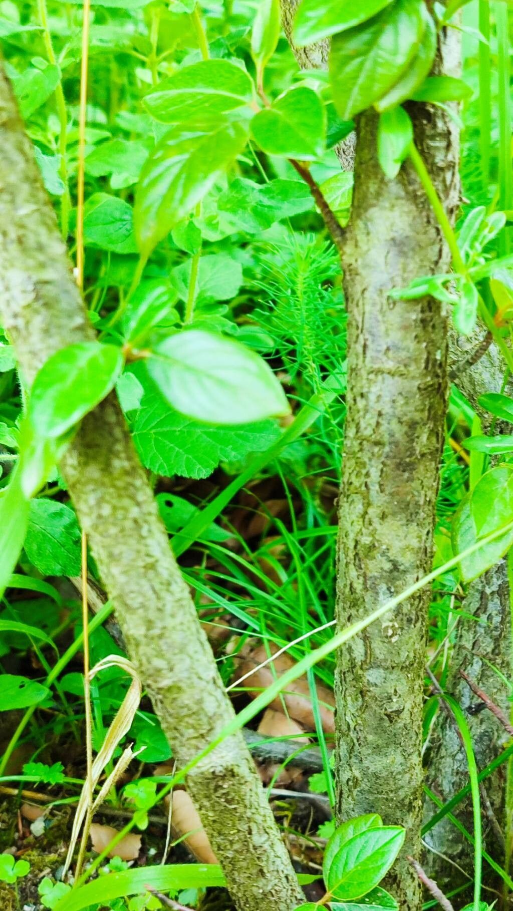 Cotoneaster vandelaarii bark
