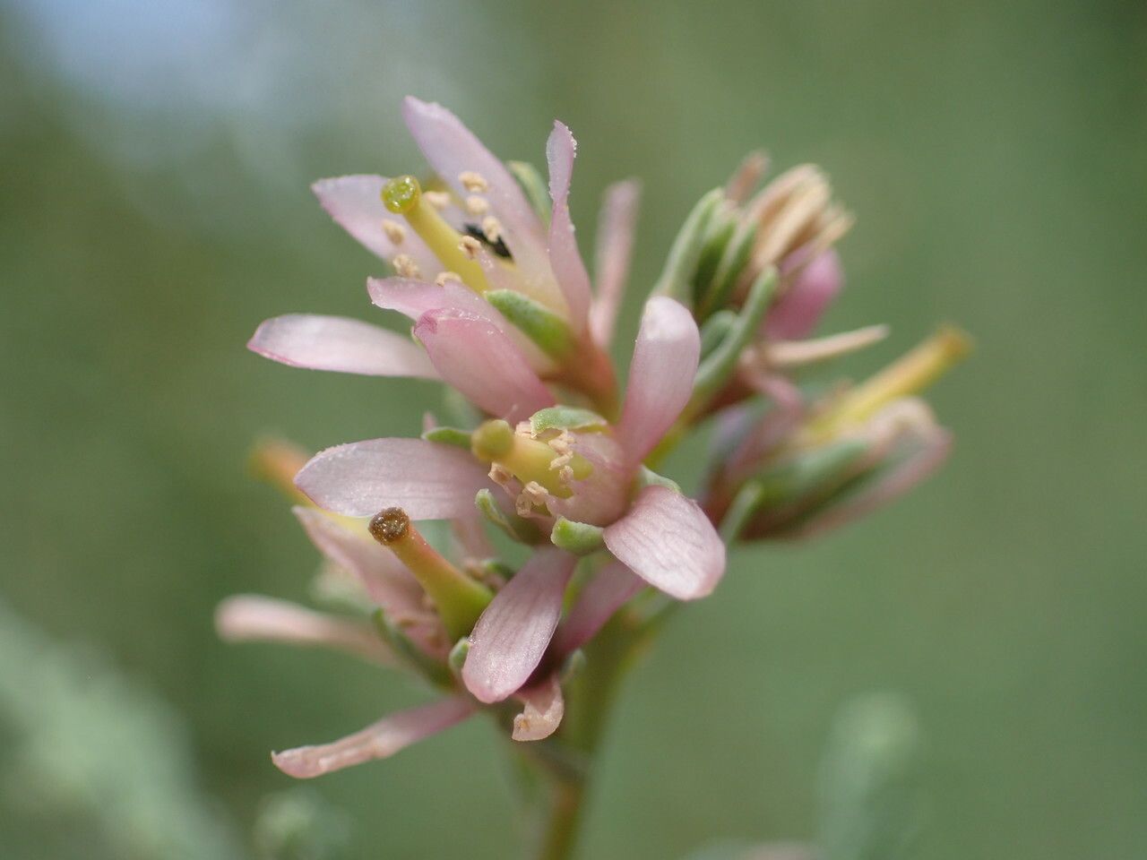 Myricaria germanica flower