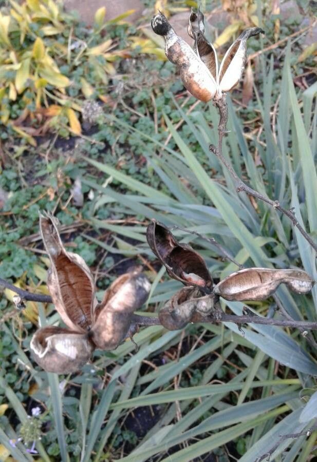 Yucca arkansana fruit