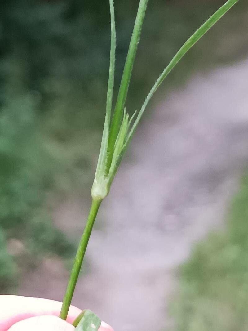 Dianthus armeria leaf