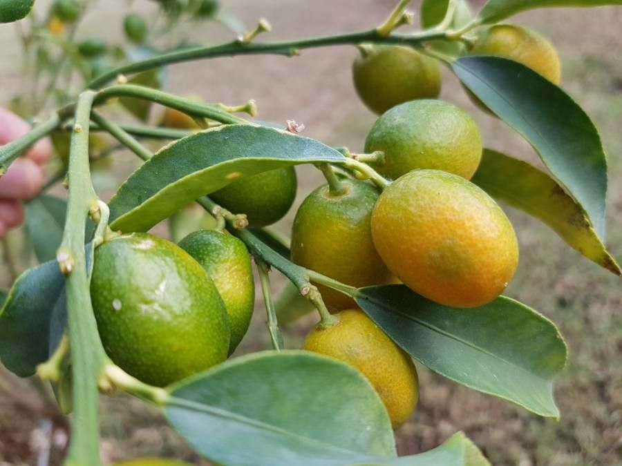 Fortunella margarita — related species from the same genus