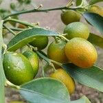 Fortunella margarita