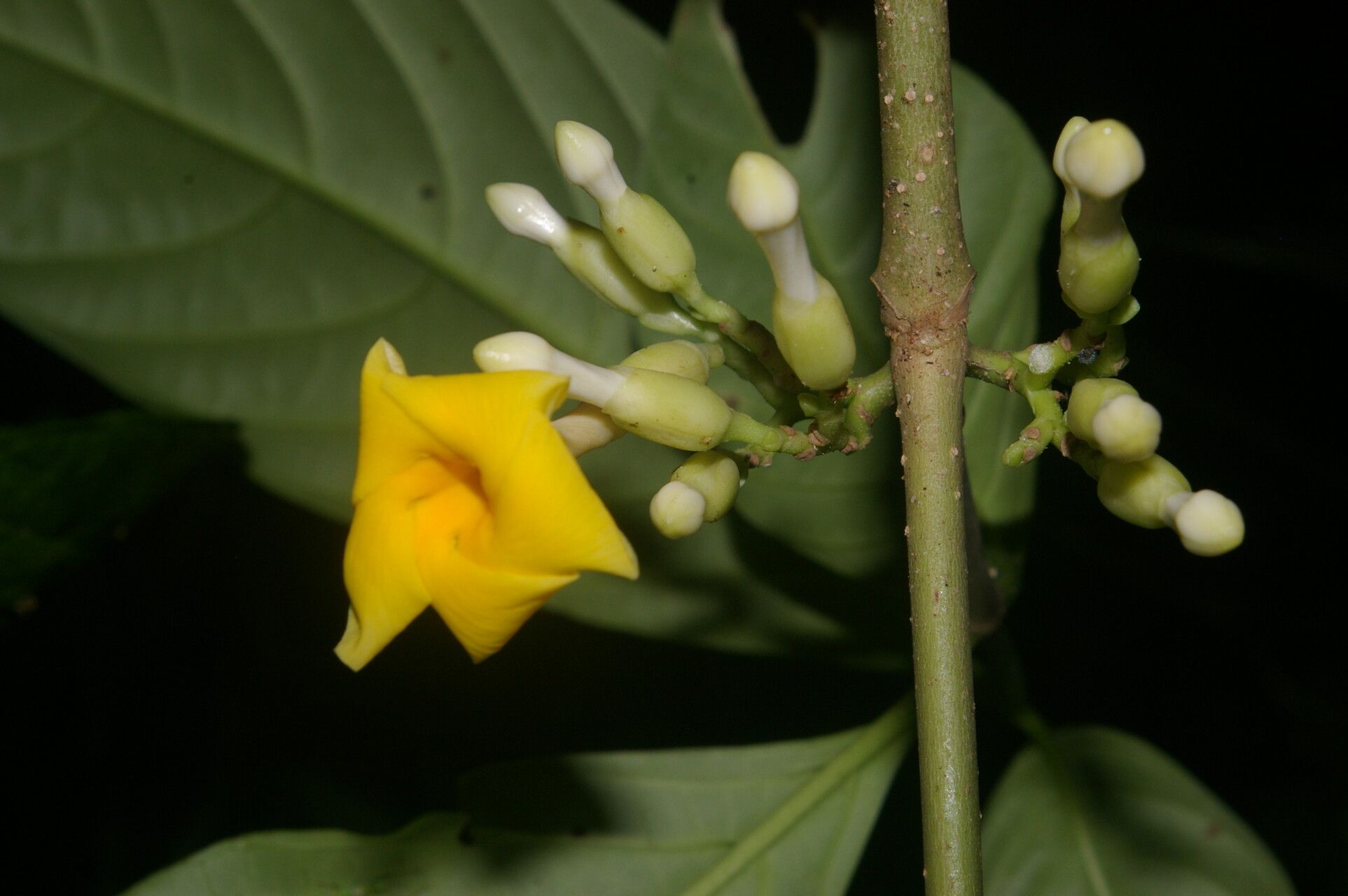 Tabernaemontana pauli flower
