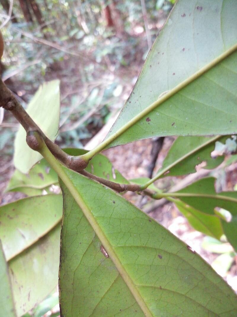 Ixonanthes reticulata leaf