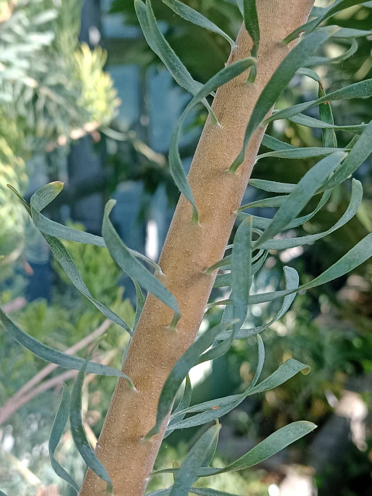Leucadendron galpinii bark
