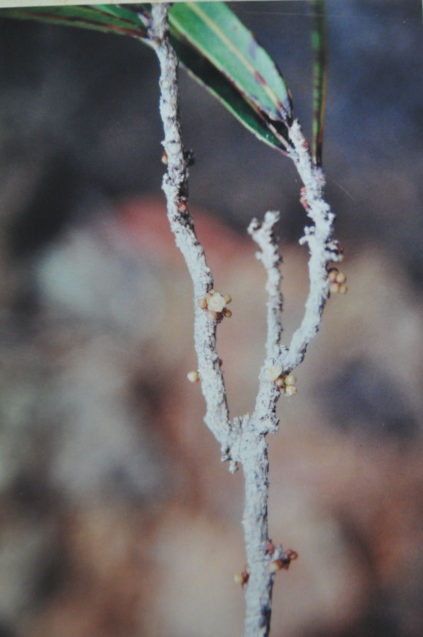 Casearia kaalaensis — search result for 'Salicaceae'
