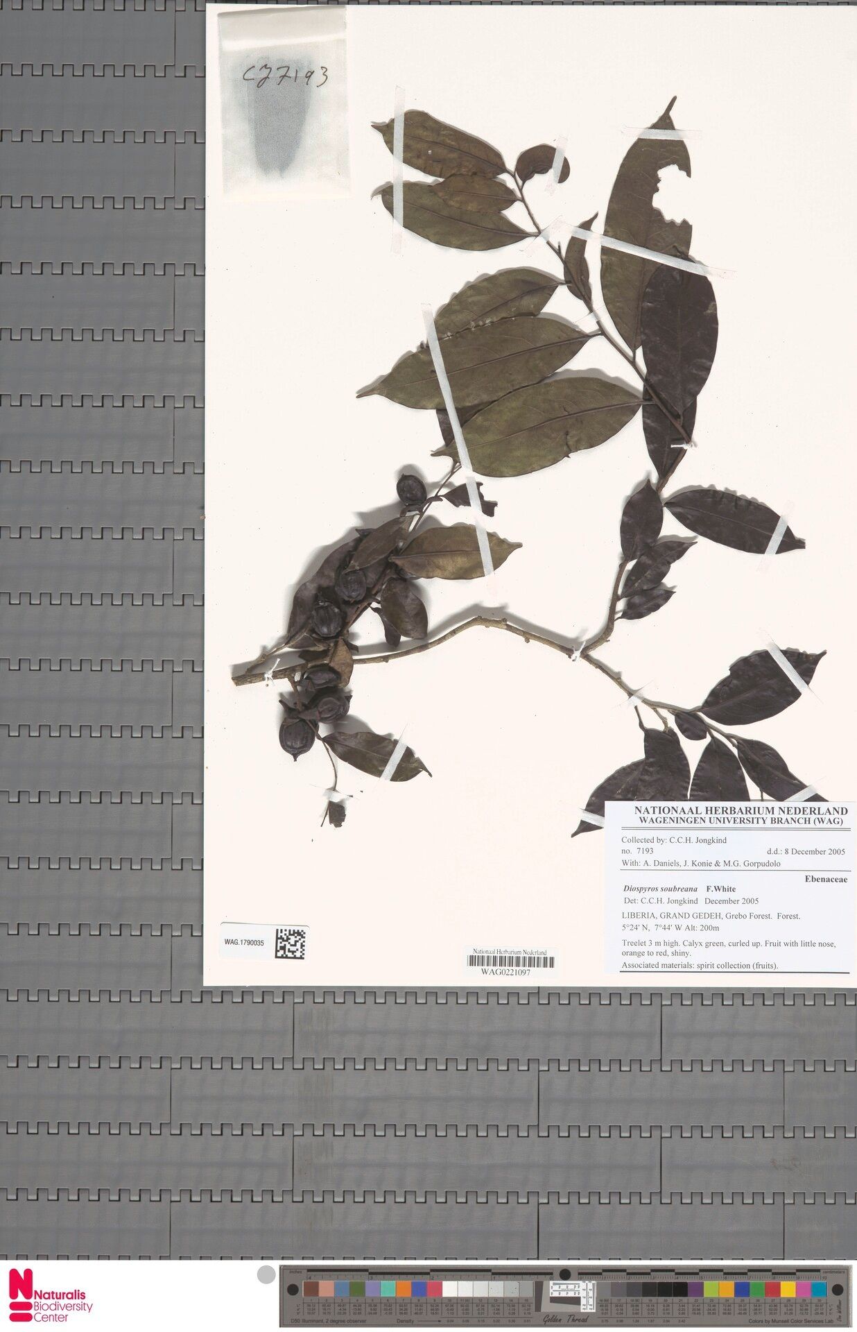 Diospyros soubreana — houseplant care guide