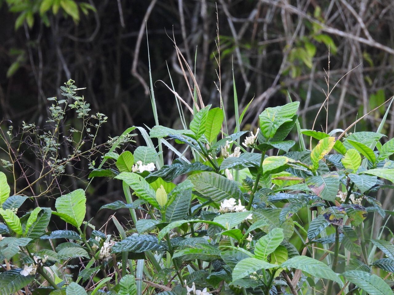 Bonafousia siphilitica habit