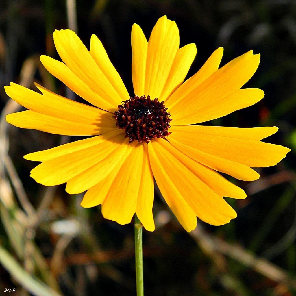 Coreopsis gladiata flower