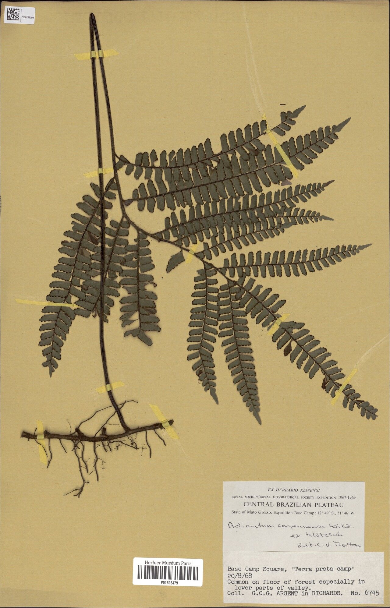 Adiantum cajennense — houseplant care guide