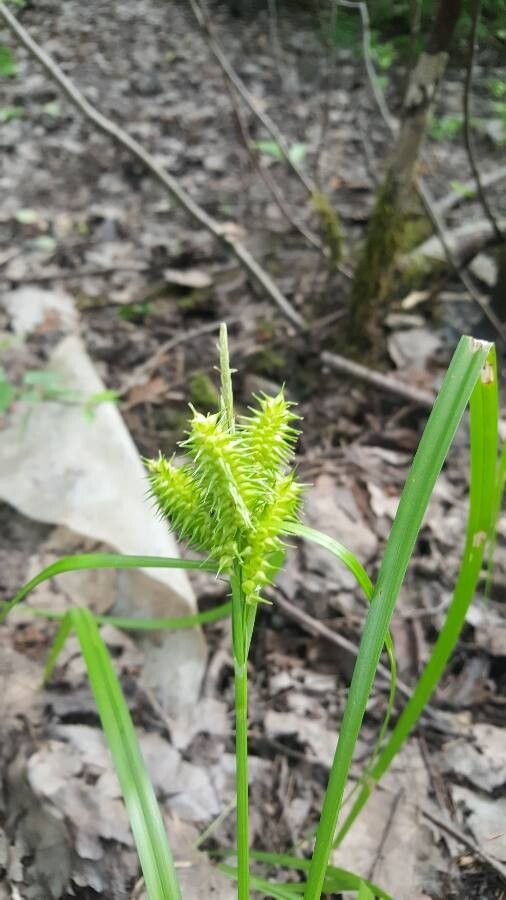 Carex retrorsa — search result for 'Cyperaceae'
