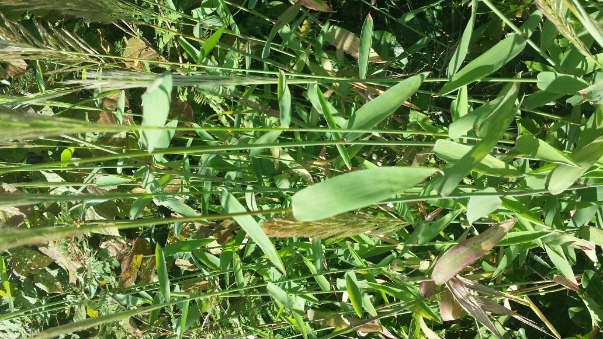 Leptocarydion vulpiastrum — houseplant care guide