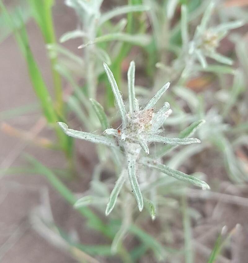 Gamochaeta filaginea leaf