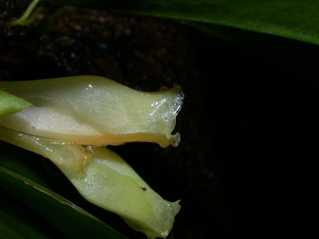 Rodriguezia compacta flower