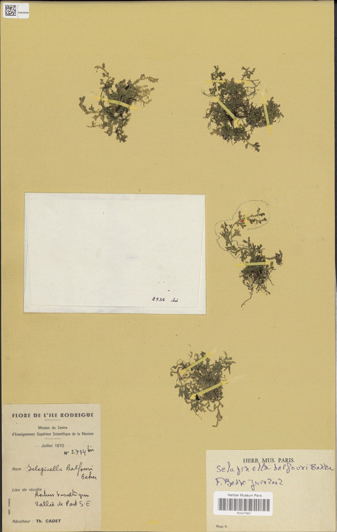 Selaginella balfourii — houseplant care guide