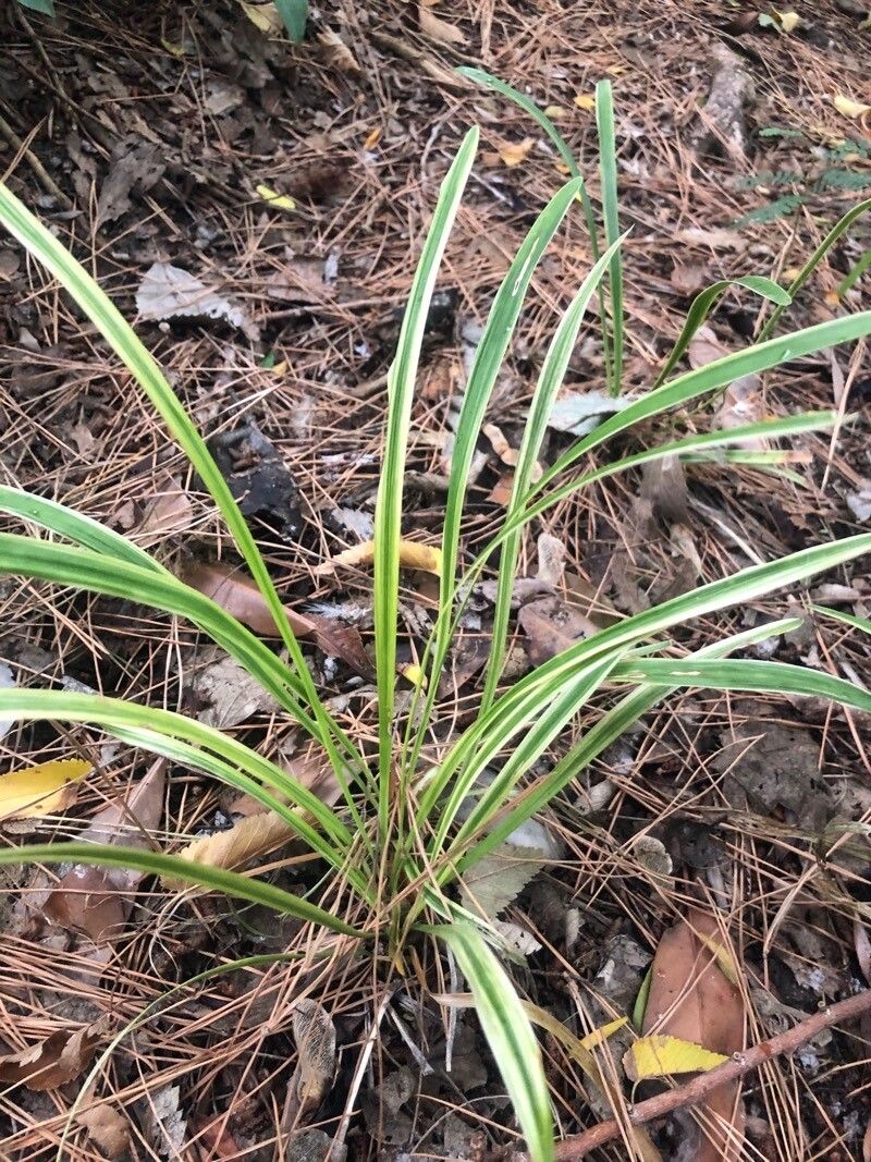 Scilla haemorrhoidalis — search result for 'Scilla'