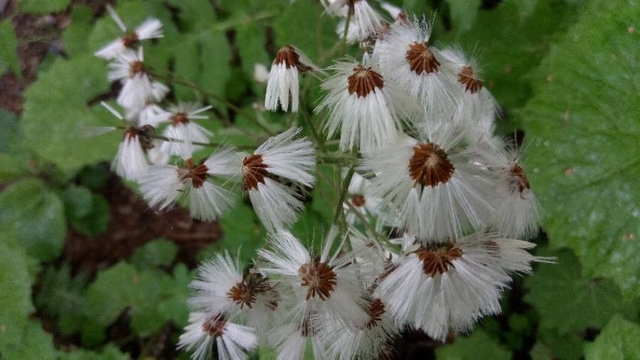 Petasites paradoxus flower