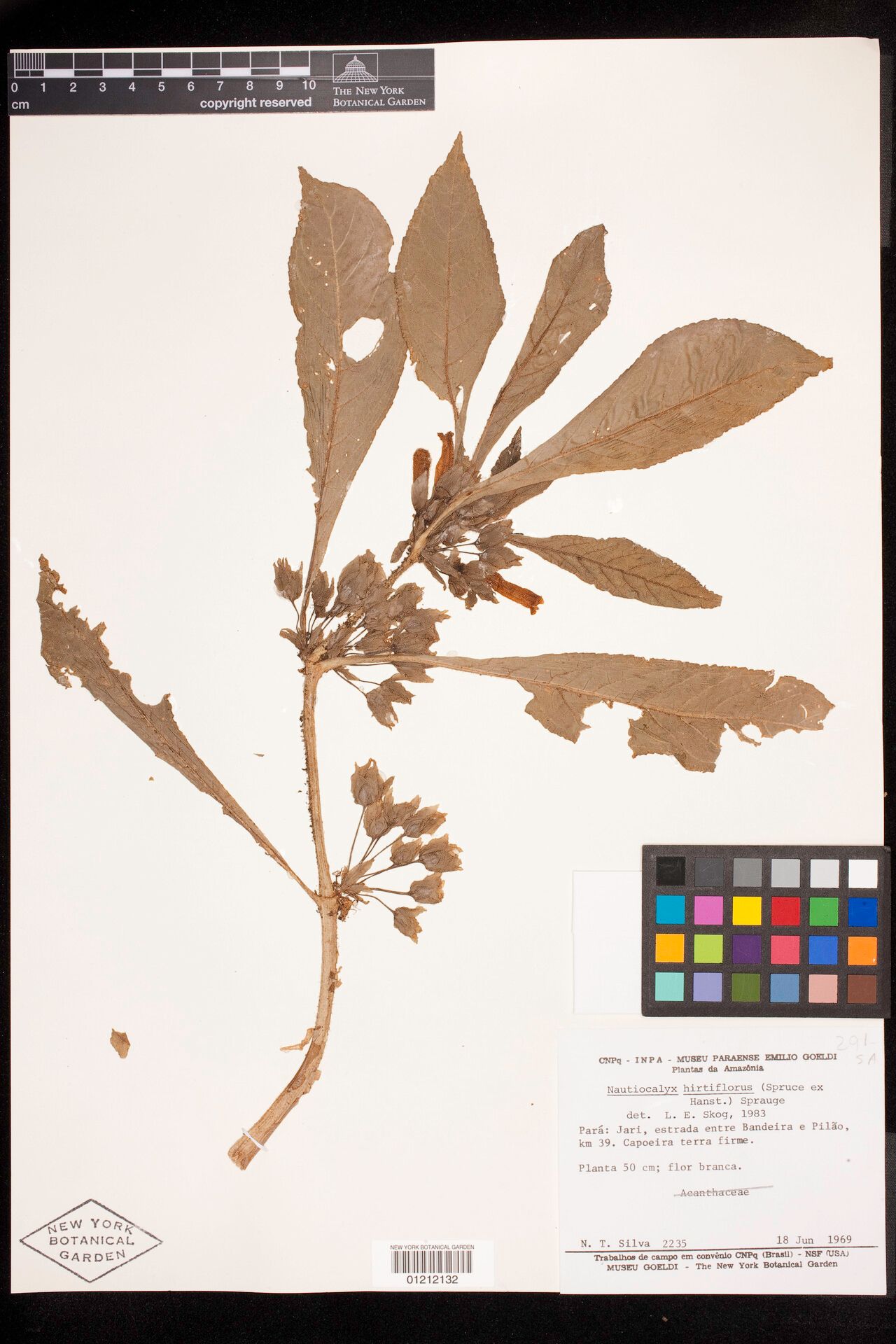 Nautilocalyx hirtiflorus — related species from the same genus