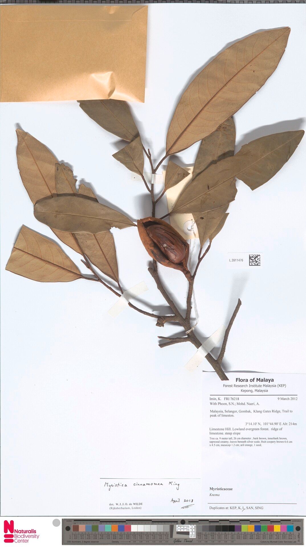 Myristica cinnamomea — related species from the same genus