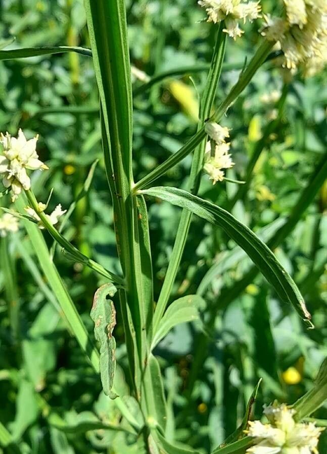 Baccharis phyteumoides leaf