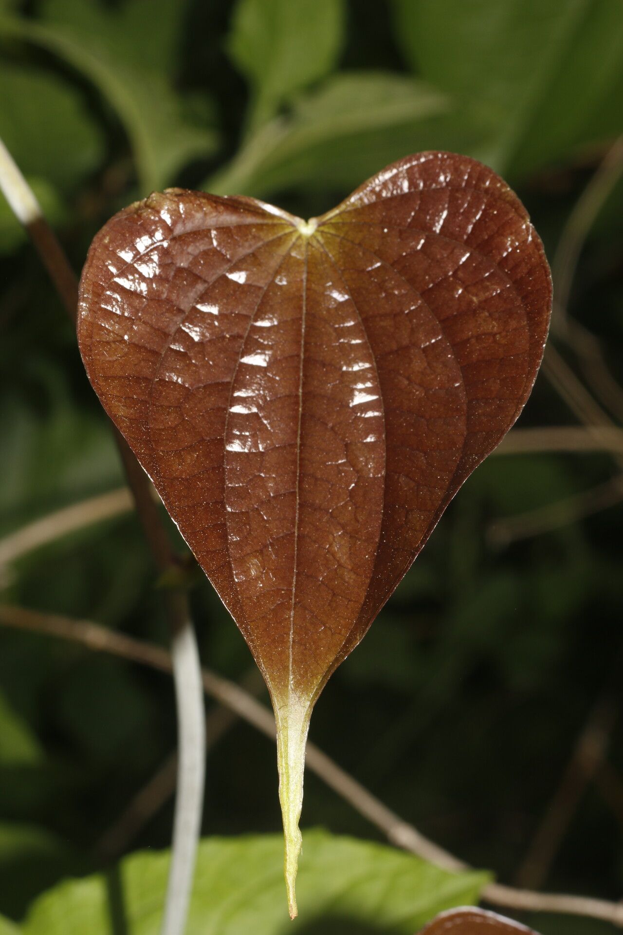 Dioscorea urophylla leaf