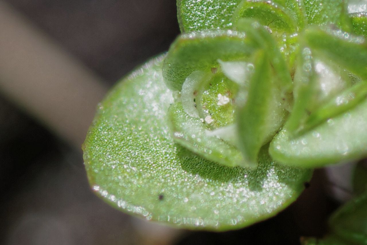 Elatine brochonii — related species from the same genus