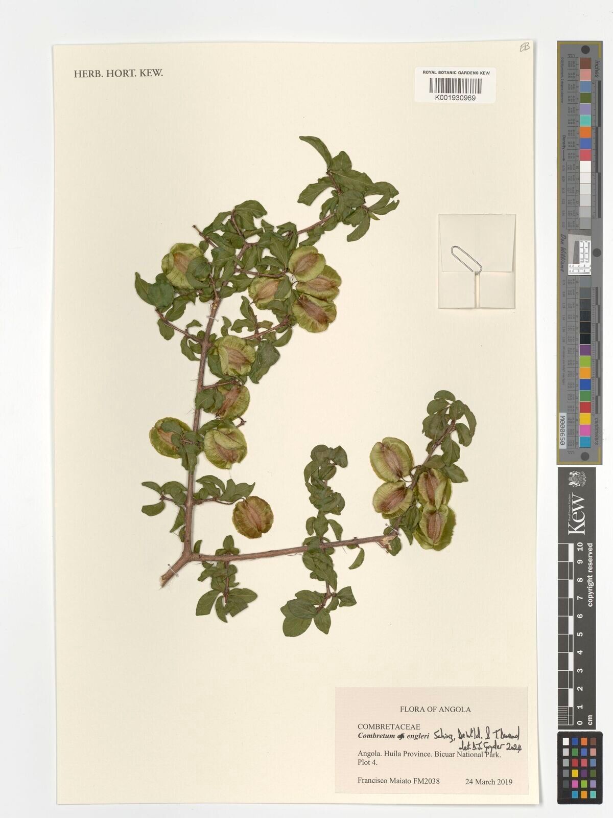 Combretum engleri — houseplant care guide