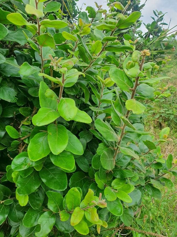 Dovyalis abyssinica leaf