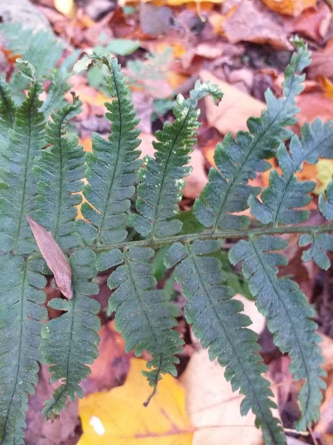 Dryopteris uniformis — search result for 'Dryopteris'