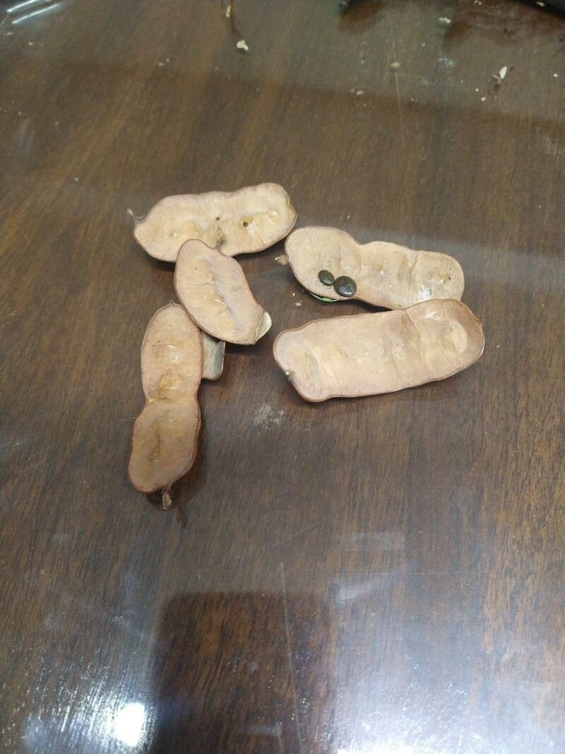 Senegalia gilliesii fruit