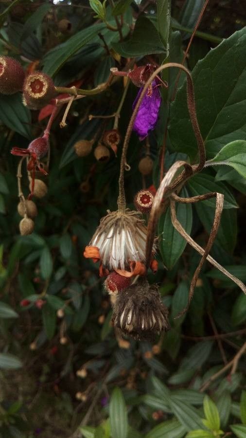 Pseudogynoxys chenopodioides fruit