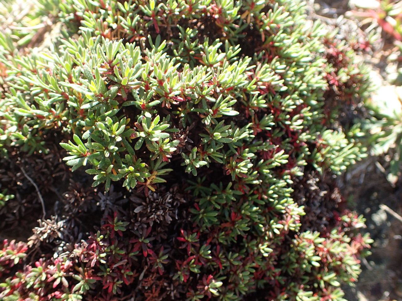 Limonium bonifaciense habit