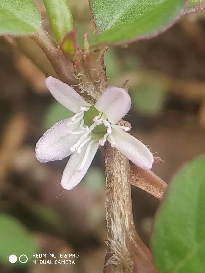 Trianthema portulacastrum flower