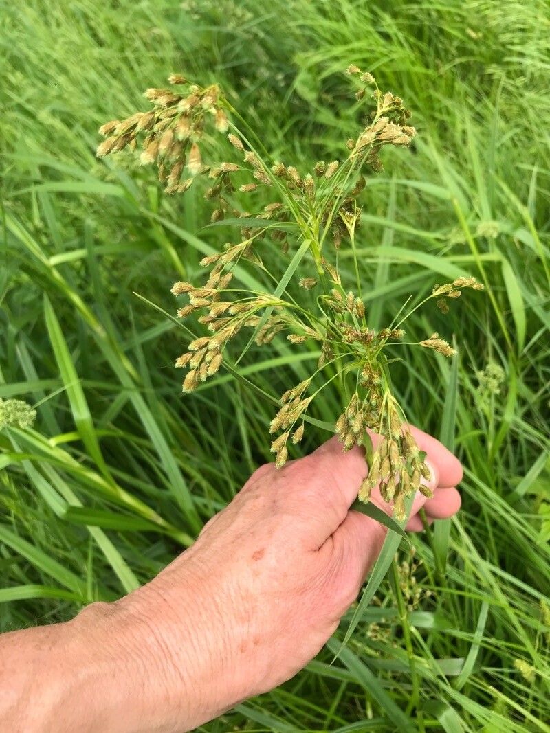 Scirpus pendulus fruit