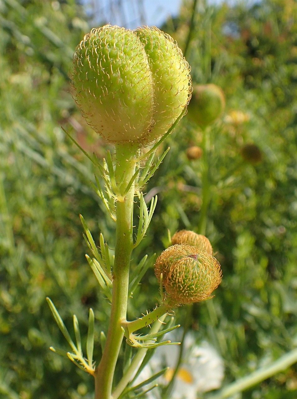 Romneya coulteri fruit