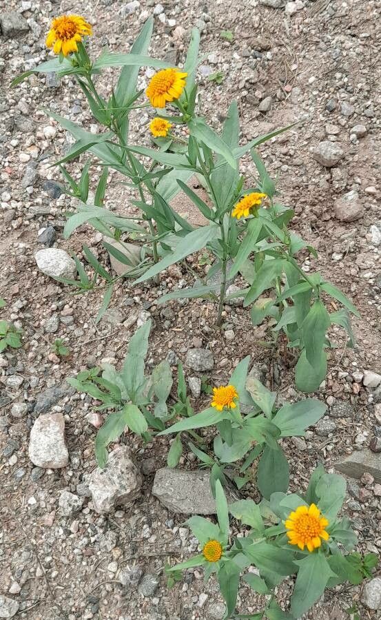 Pascalia glauca habit