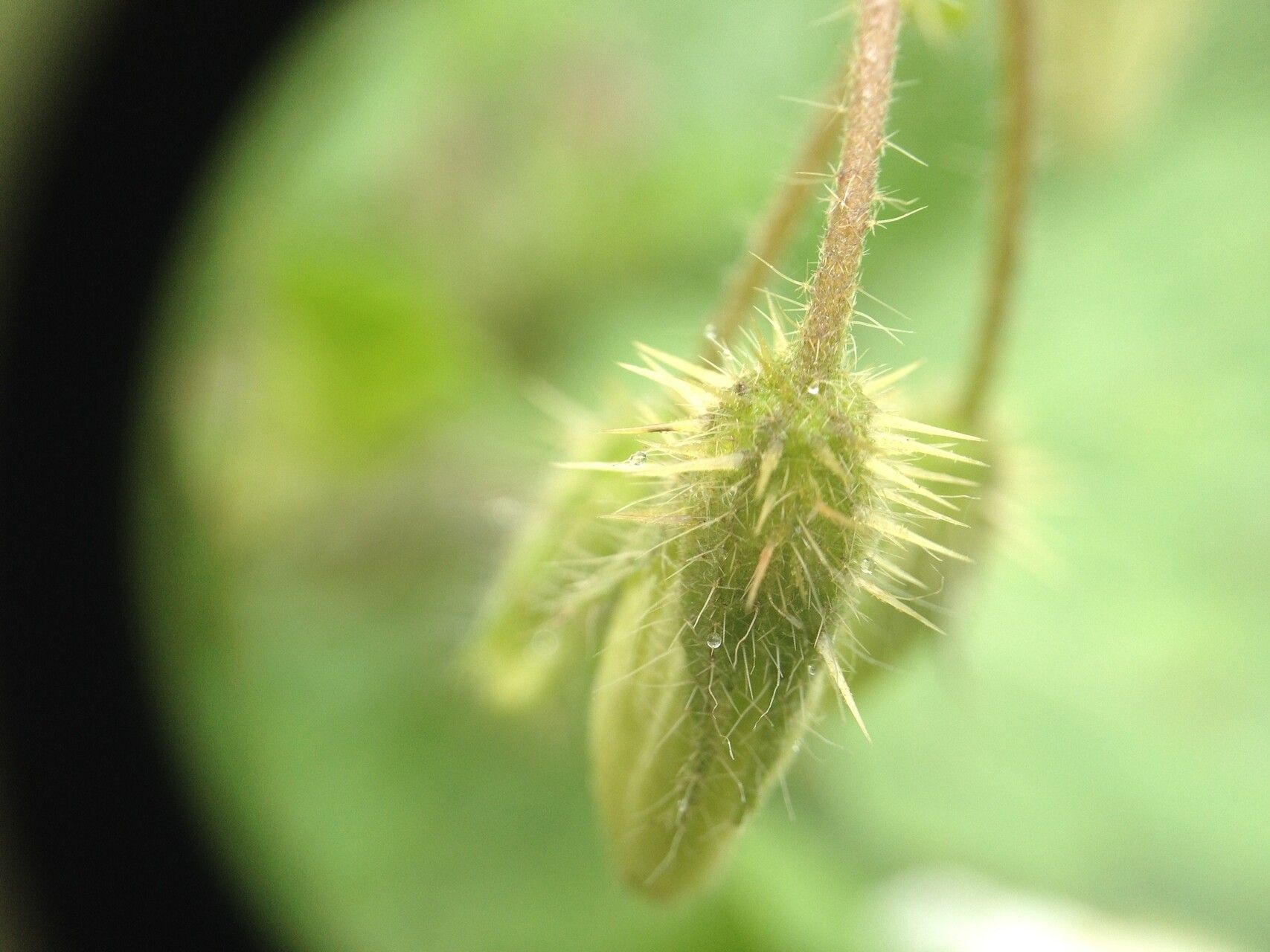 Solanum hieronymi fruit