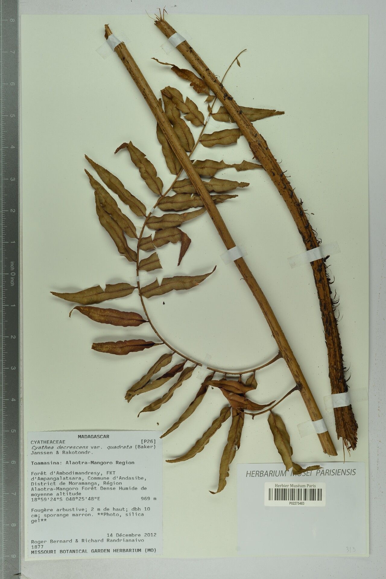 Alsophila serratifolia — houseplant care guide